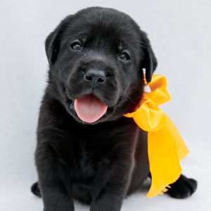 Photo №1. labrador retriever - for sale in the city of Kazan | 270$ | Announcement № 2949