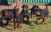 Photo №1. rottweiler - for sale in the city of Werbass | negotiated | Announcement № 83601