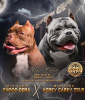 Photo №1. american bully - for sale in the city of Tyumen | 3000$ | Announcement № 37167
