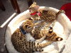 Photo №1. savannah cat - for sale in the city of Pennsburg | negotiated | Announcement № 99606