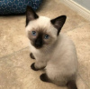 Photo №1. siamese cat - for sale in the city of Франкфурт-на-Майне | 317$ | Announcement № 123429