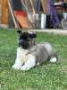 Photo №3. American Akita, TOP puppies. Serbia