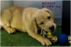 Photo №1. labrador retriever - for sale in the city of Boat | 728$ | Announcement № 23950