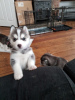 Photo №1. siberian husky - for sale in the city of Vienna | 317$ | Announcement № 44550