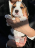 Additional photos: Beagle puppies for sale.