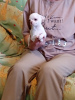 Photo №2 to announcement № 11472 for the sale of chihuahua - buy in Russian Federation breeder