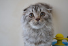 Photo №4. I will sell scottish fold in the city of Warsaw. from nursery - price - 420$