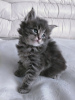 Photo №1. Adorable kittens for free adoption near you in the city of Las Vegas. Price - Is free. Announcement № 66725