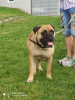 Photo №2 to announcement № 105253 for the sale of bullmastiff - buy in Serbia breeder