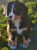 Additional photos: Male Bernese Mountain Dog LOF - 3 months - Big Size