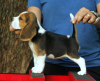 Photo №3. Fantastic litter of beagle puppies. Germany