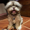 Additional photos: Shih Tzu puppy ready for adoption