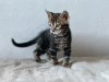 Additional photos: Marbled Bengal cat for breeding