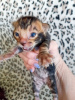 Photo №1. bengal cat - for sale in the city of Kirov | 195$ | Announcement № 52179