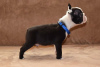 Additional photos: Boston terrier puppies