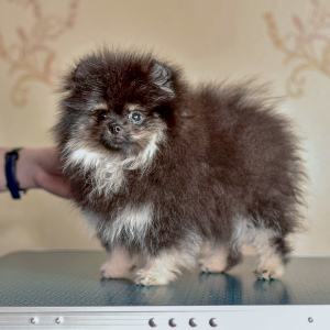 Photo №2 to announcement № 6000 for the sale of german spitz - buy in Russian Federation breeder