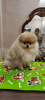 Photo №1. pomeranian - for sale in the city of Karlsruhe | 2200$ | Announcement № 43737