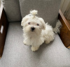 Photo №4. I will sell maltese dog in the city of Стамбул. private announcement - price - 528$