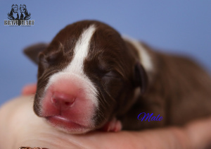 Photo №3. Pit Bull Puppies. Russian Federation