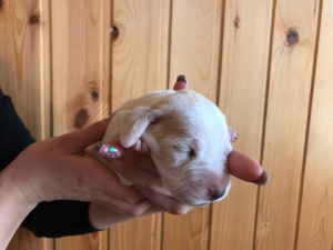 Photo №2 to announcement № 1841 for the sale of porcelaine - buy in Belarus breeder