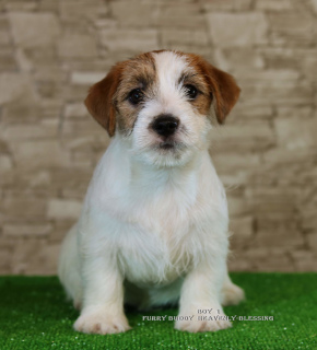 Additional photos: Luxurious Jack Russell Terrier Puppies