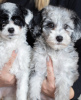 Photo №3. Our puppies are now available for new homes. Germany