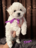 Photo №2 to announcement № 79162 for the sale of bichon frise - buy in Serbia breeder