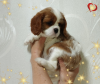 Photo №2 to announcement № 69707 for the sale of cavalier king charles spaniel - buy in Belarus breeder