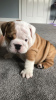 Photo №4. I will sell english bulldog in the city of Hannover. private announcement, from nursery - price - 317$