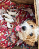 Additional photos: Jack russell terrier rough