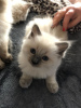 Photo №2 to announcement № 121916 for the sale of ragdoll - buy in Poland private announcement, breeder