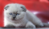 Photo №1. scottish fold - for sale in the city of Dnipro | 500$ | Announcement № 6094