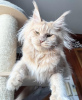 Photo №3. Maine coon. Germany