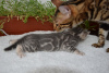 Additional photos: Gorgeous Bengal cats.