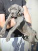 Photo №3. Cane Corso puppies available for sale.. Serbia