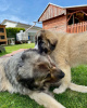 Photo №2 to announcement № 78227 for the sale of caucasian shepherd dog - buy in Poland private announcement