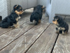 Photo №4. I will sell yorkshire terrier in the city of Belgrade.  - price - negotiated