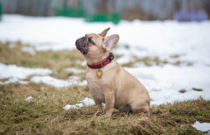 Photo №4. I will sell french bulldog in the city of Rybinsk. breeder - price - 538$