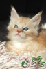 Photo №1. maine coon - for sale in the city of St. Petersburg | 723$ | Announcement № 9687