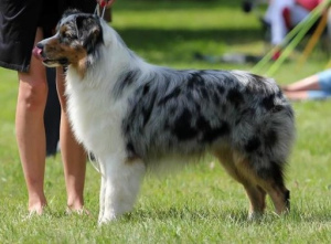 Photo №1. Mating service - breed: australian shepherd. Price - Is free