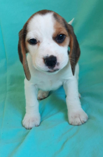 Photo №4. I will sell beagle in the city of Москва. from nursery - price - 399$