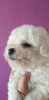 Photo №1. bichon frise - for sale in the city of Dnipro | 1000$ | Announcement № 11167