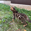 Photo №1. bengal cat - for sale in the city of Riga | negotiated | Announcement № 26771