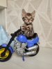 Photo №2 to announcement № 34585 for the sale of bengal cat - buy in Belarus from nursery, breeder
