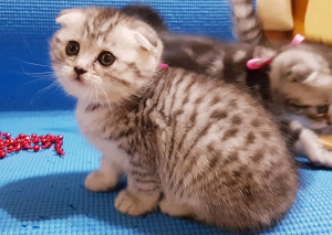 Photo №2 to announcement № 5880 for the sale of scottish fold - buy in Belarus private announcement