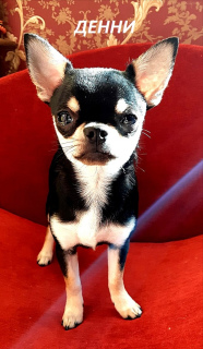 Additional photos: Chihuahua boy is looking for a new home.