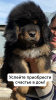 Photo №2 to announcement № 45539 for the sale of tibetan mastiff - buy in Kazakhstan private announcement