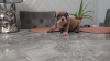 Photo №2 to announcement № 99259 for the sale of english bulldog - buy in Germany 