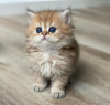 Photo №1. persian cat - for sale in the city of Greenville | 250$ | Announcement № 104294