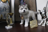 Additional photos: Siberian Husky puppies